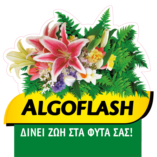 Algoflash